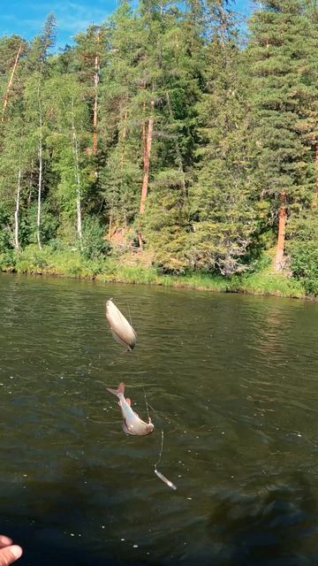 Дуплет незачётных