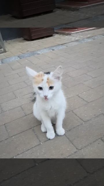 Котëнок