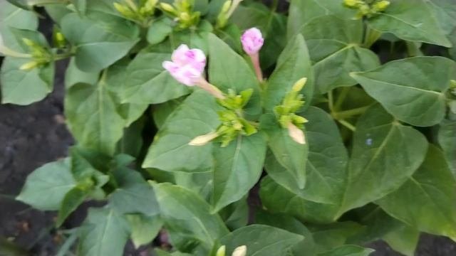 КРАСОТА МЕНЯ ДОЖДАЛАСЬ 😍🥰.... ✨ МОЙ ЦВЕТОЧНЫЙ РАЙ 🌹🌺🪻