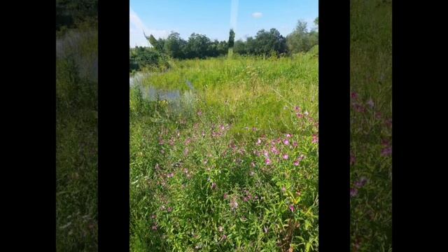 Прекрасные цветы и мелодия.mp4