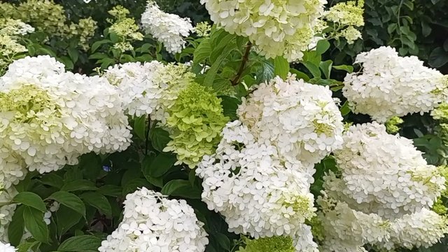 Цветущий сад в конце июля.