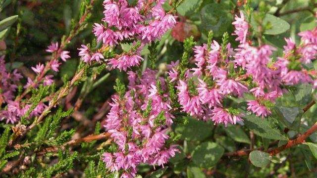 ЗНОЙ, ИЮЛЬ - МАКУШКА ЛЕТА - стихи Надежды Шубиной