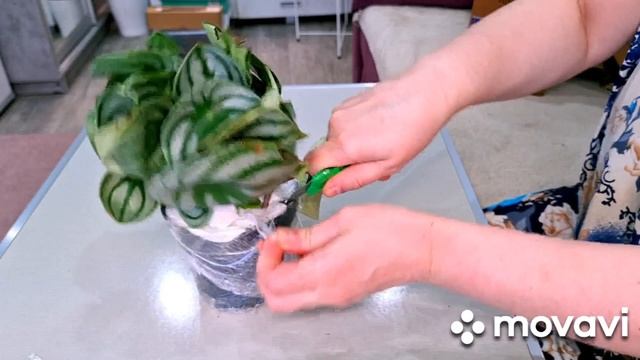 КОМНАТНЫЕ РАСТЕНИЯ(ЦВЕТЫ).ОПЯТЬ НОВИНОЧКИ.