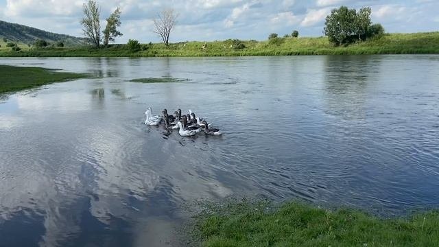 Прогулка у реки