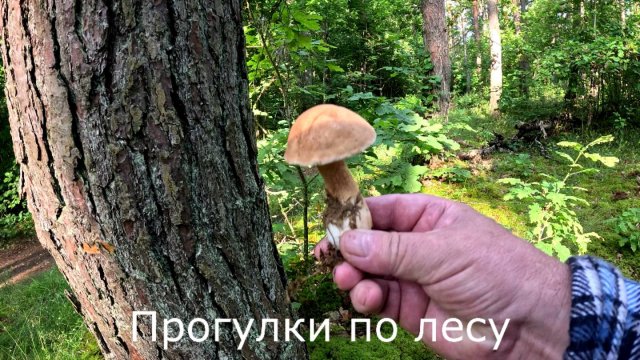 Прогулки по лесу. Больше прогулка, чем сбор грибов. Желчный гриб.
