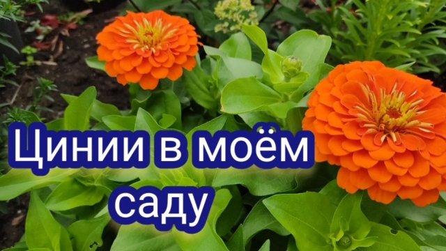 Низкорослые серии цинии в моём саду