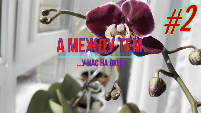 Домашние цветы #2
