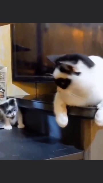 котёнок #кот #киска