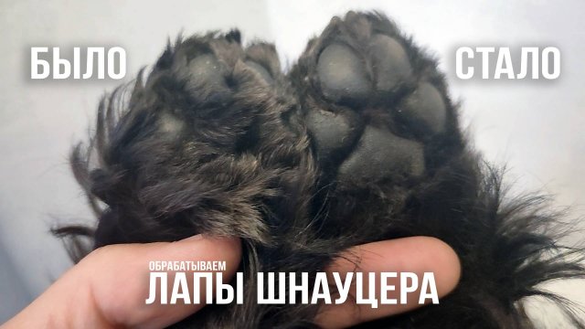 Обрабатываем лапы Шнауцера от А до Я.