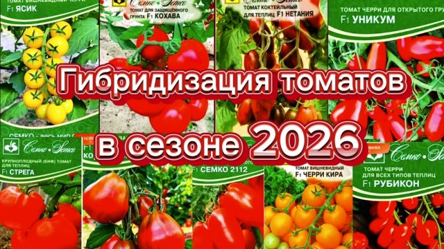 Что в томатной корзине на сезон 2026? Гибриды?🤔 Семко