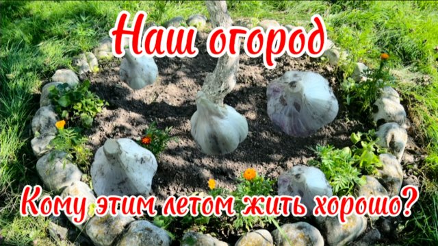 Деревня. Огородная жизнь. Ночная красавица и чеснок.