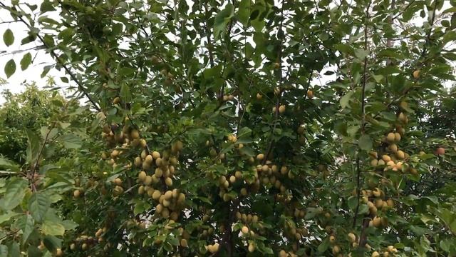 Начало плодоношения сливы - слива выросшая из косточки