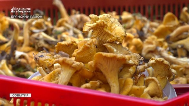 В брянских лесах начался грибной сезон