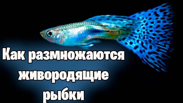 КАК РАЗМНОЖАЮТСЯ ЖИВОРОДЯЩИЕ РЫБКИ - аквариумистика