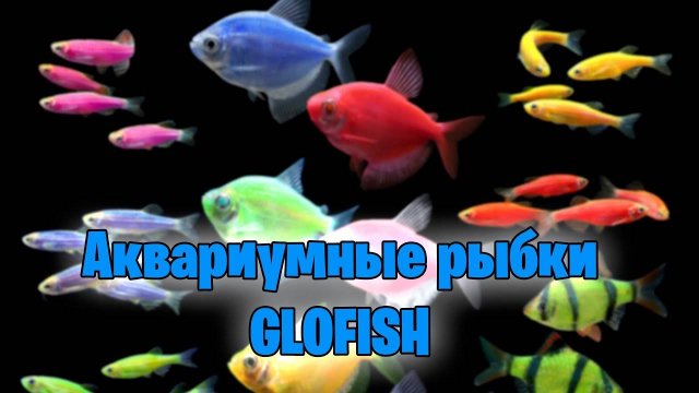КТО ТАКИЕ GLOFISH РЫБКИ - аквариумистика