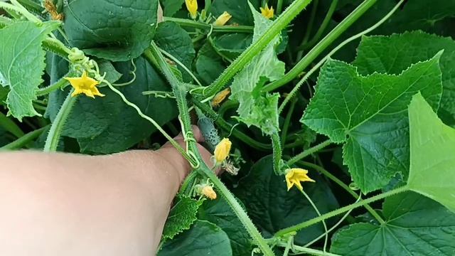 19ТОНН ПЕСКА ТЕПЕРЬ ВЕЗДЕ 😁СОБРАЛА УРОЖАЙ🥒
