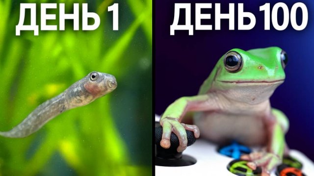 Когда лягушки играют в игры