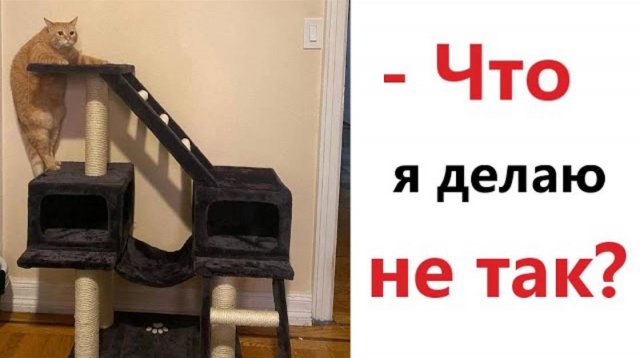 Приколы! Мемы! ЧТО Я ДЕЛАЮ НЕ ТАК! Смешные видео от Доми шоу!
