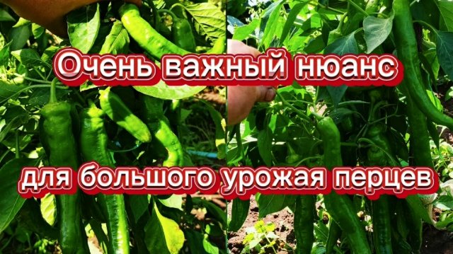 Урожайный перец из качественных семян от Ирины Катковой