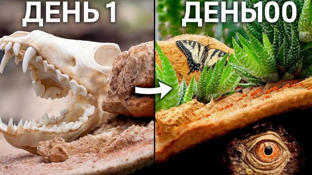 ЭКСПЕРИМЕНТ 100 ДНЕЙ В АФРИКЕ