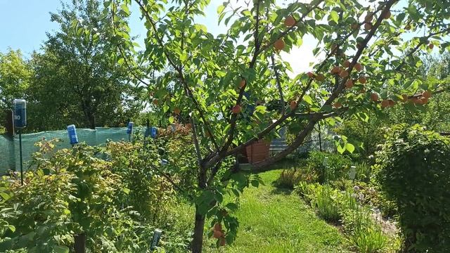 Первый урожай абрикосов. Абрикосы "Саровский" и "Триумф северный"