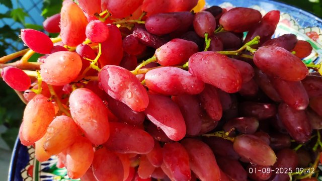 Новинки винограда. Фреш мускат обзор ягоды.