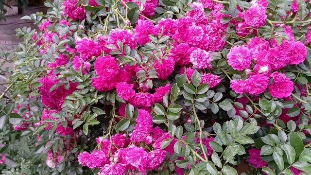 РОЗА. СУПЕР ДОРОТИ.