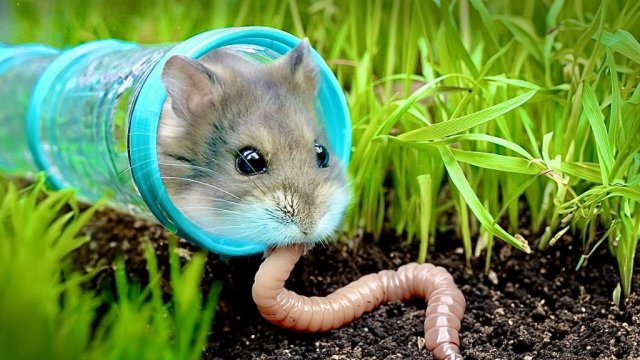 Проверяем навыки выживания хомяка!