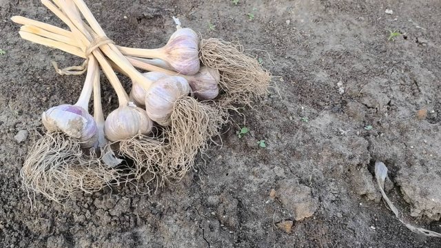 Что посеять после уборки чеснока? 8 культур, которые стоит посадить на грядке после чеснока