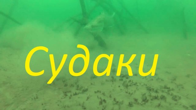 Подводная охота на судака.