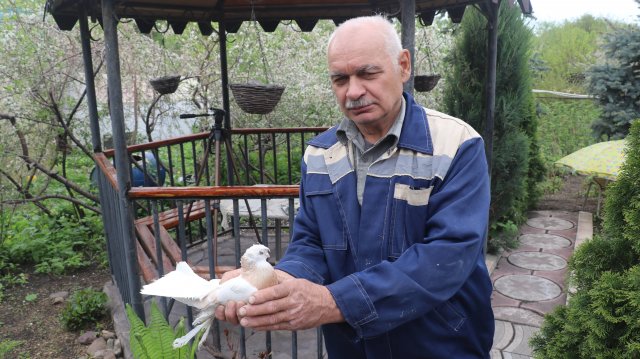 Лётные голуби Никитенко Александра из Магнитогорска.
