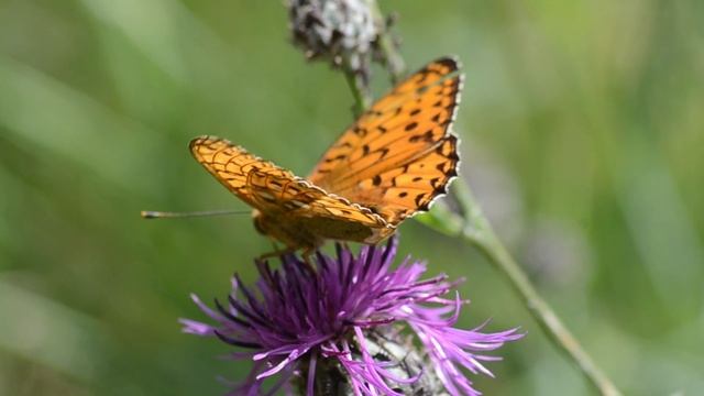 летние зарисовки