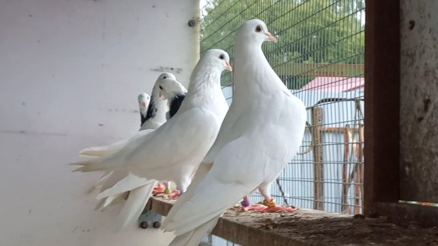 Расплескались в синеве.