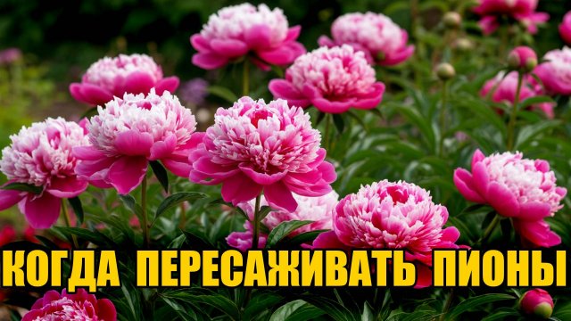 Когда пересаживать пионы - это важно знать