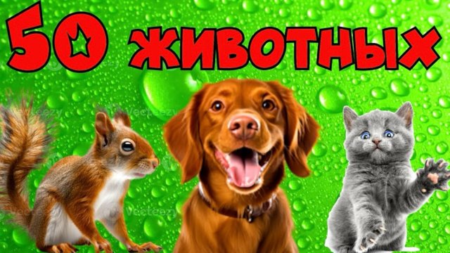 Звуки животных. Для малышей. Развивающие видео