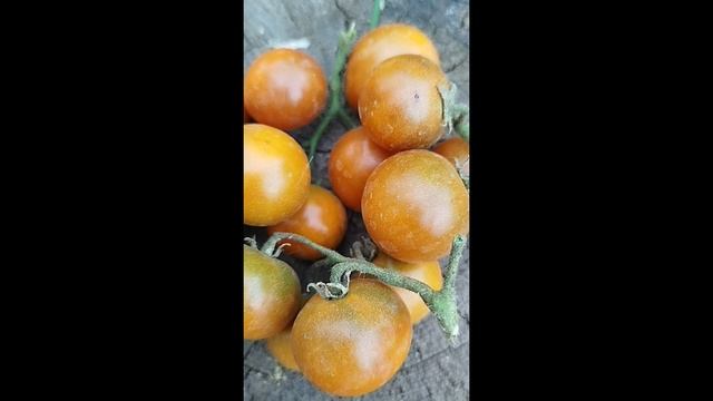 Томат Гном Патч для души 🍅🍅🍅