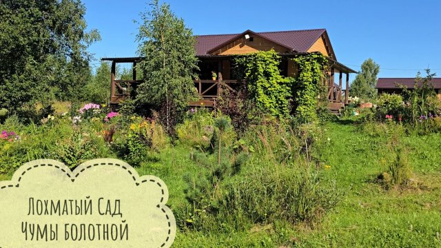 Лохматый сад 3 августа. Обзор без прикрас. Ищем посадочки среди дикоросов, отмечаем косяки