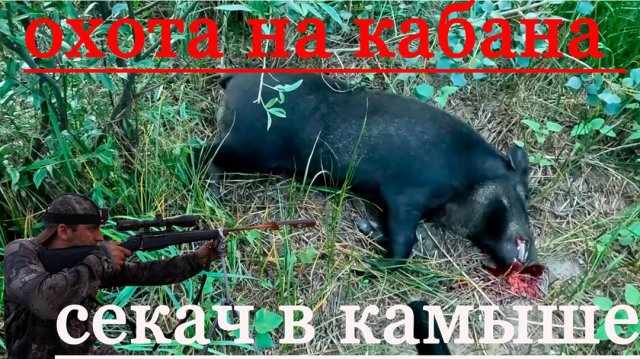 охота на кабана летом в лесу с лайками.