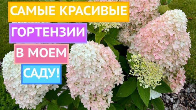 МОИ ПРЕКРАСНЫЕ ГОРТЕНЗИИ! ПРИСМОТРИТЕСЬ К ЭТИМ СОРТАМ!
