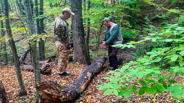 Серая неясыть. Восстановление упавшего гнезда.