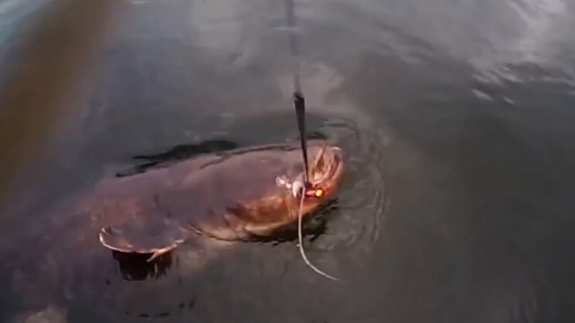 Клëв Сома ! Поклевка большого сома под водой.  Подводная съёмка. 🐠🐋🐟