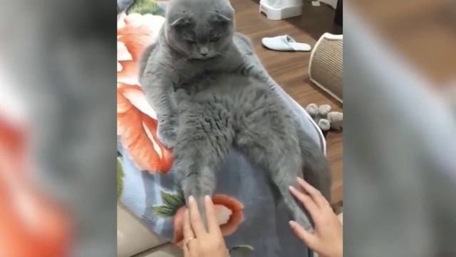 Смешные животные часть 9