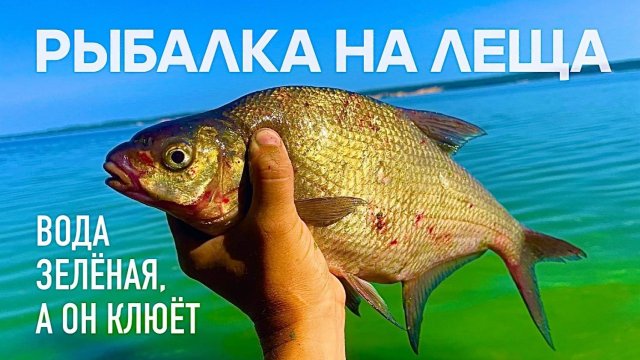РЫБАЛКА НА ЛЕЩА! ЗЕЛЕНАЯ ВОДА, А ОН КЛЮЕТ!