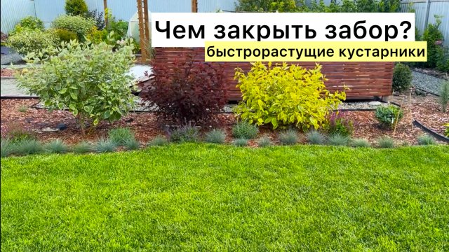 Декоративные кустарники в моём саду! Подробный обзор!