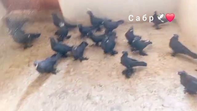 Голуби