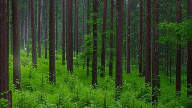 Звук дождя для сна. Дождь. Нежный шум дождя