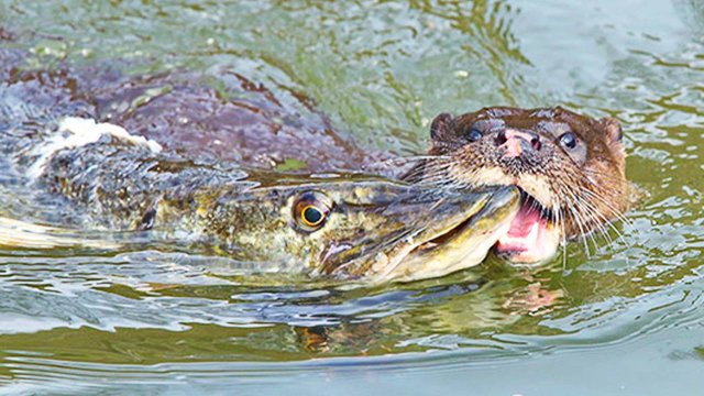 Нападает на ПТИЦ, РЫБУ и даже ЗМЕЙ! Речная выдра – Свирепый и Бесстрашный ХИЩНИК!