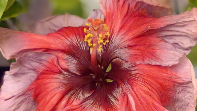 ИЗЛИШКИ растений на 05.08.25г 🌿☘️🌸☘️