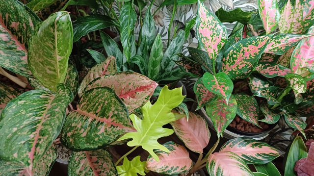 Цветочная перестановка☘️🪴🌿 У растений банный день💧💧💧