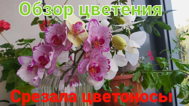 Обзор орхидей. Летнее цветение продолжается. Срезала цветоносы!